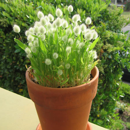 Cây dễ trồng, ưa nắng sáng và trồng chậu thích hợp vì chiều cao chỉ khoảng 30 - 40cm. Ngoài ra, cỏ đuôi thỏ có thể để khô, cắm trang trí hoặc cắm xen các loại hoa trang trí nhà khá lạ mắt.