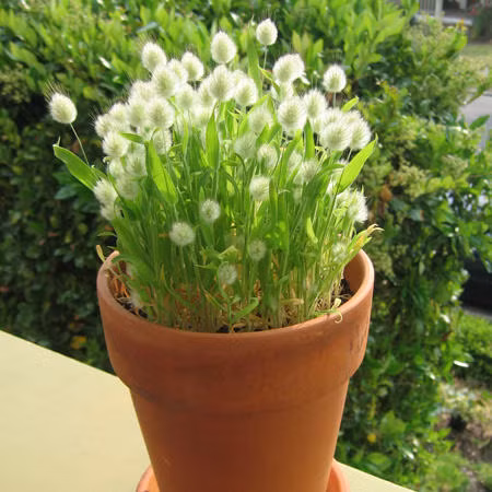 Cây dễ trồng, ưa nắng sáng và trồng chậu thích hợp vì chiều cao chỉ khoảng 30 - 40cm. Ngoài ra, cỏ đuôi thỏ có thể để khô, cắm trang trí hoặc cắm xen các loại hoa trang trí nhà khá lạ mắt.