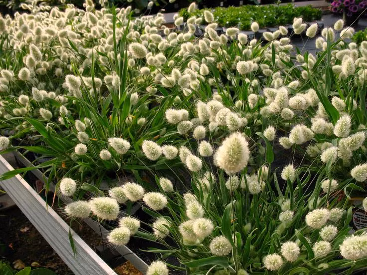 Bán khá chạy loại cỏ độc, lạ này, chị Mai Anh (chủ cửa hàng hạt giống tại Hồ Đắc Di, Hà Nội) cho biết: "Trung bình mỗi ngày cửa hàng bán được từ 50 - 60 gói hạt giống, cao điểm có ngày tính cả hàng gửi cho khách ở tỉnh, cửa hàng cũng bán được gần 100 gói hạt".