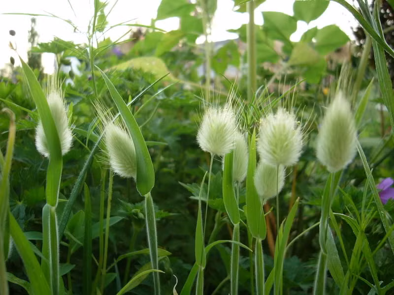 Nếu muốn chuyển từ cây trồng trong khay, bầu đất vào chậu, thời điểm tốt nhất là sau khi cây mọc mầm từ 25 - 30 ngày.