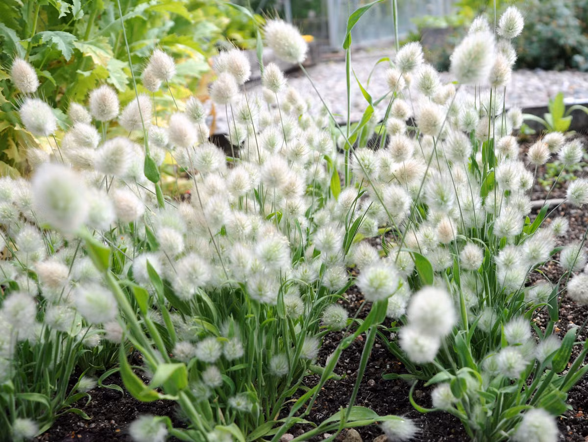 Theo chị Ánh (chủ shop hạt giống tại Thái Thịnh, Hà Nội): "Hầu hết hạt giống cỏ đuôi thỏ được nhập ở Nga về. Đây là loại cỏ chịu hạn tốt, phù hợp với điều kiện sống khắc nghiệt như trồng chậu hoặc bồn trong nhà phố. Cỏ thường được trồng cảnh, hoa màu kem nhạt và nở quanh năm".