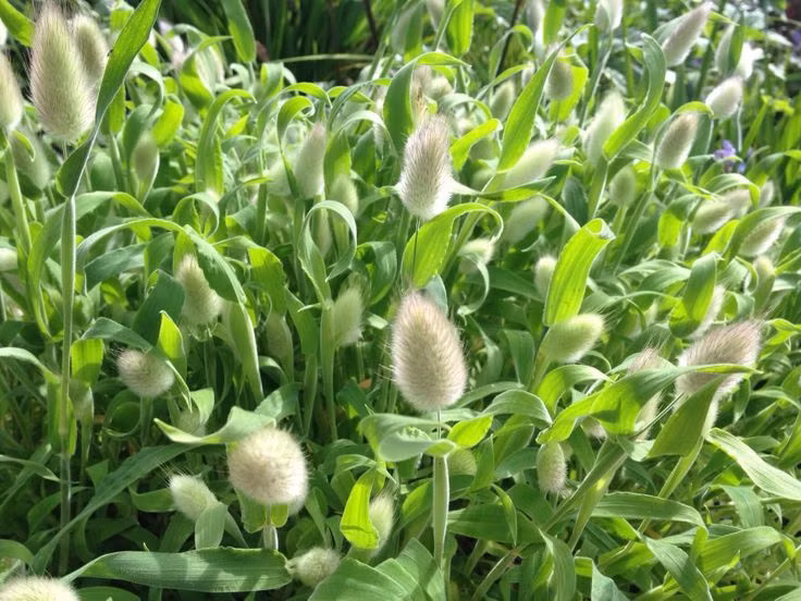 "Hầu hết khách mua hạt giống là dân văn phòng hoặc chị em trẻ tuổi. Mặc dù, giá mỗi gói hạt giống khá đắt, nhưng số lượng hạt nhiều, nên khách thường mua chung với bạn bè. Tính ra, mỗi chậu mất khoảng 15.000 - 20.000 đồng tiền hạt giống (trên 10 hạt) cũng không phải là quá đắt" - chị Ánh cho biết thêm.