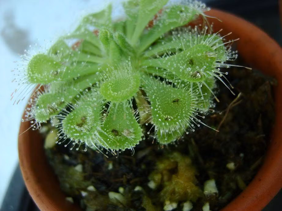 Giá mỗi chậu gọng vó được bán trên thị trường từ 60.000 - 80.000 đồng.