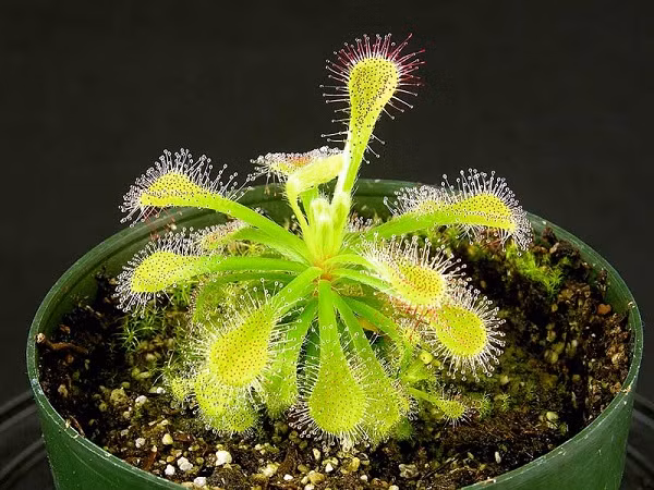 Ngoài ra, cây gọng vó bắt mồi cũng thu hút nhiều người vì hình dáng đẹp mắt. Loài cây này phát ra hương thơm để lôi kéo côn trùng tìm đến, đậu trên bề mặt lá, các chất nhầy trên lá sẽ khiến cho hệ thống hô hấp của côn trùng ngừng hoạt động. Sau đó, cây chất tiêu hủy sẽ được tiết ra để tiêu hóa con mồi.