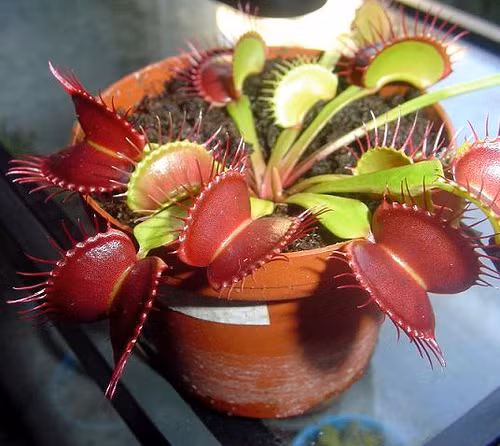 Ngoài ra, nếu khách yêu thích có thể trồng cây bắt mồi venus bằng hạt giống. Cây mất khoảng 4-5 năm để trưởng thành hoàn toàn. Trung bình, mỗi lá bắt được khoảng 3 con mồi, rồi sau đó sẽ héo úa và rụng đi, anh Tuấn cho biết thêm.