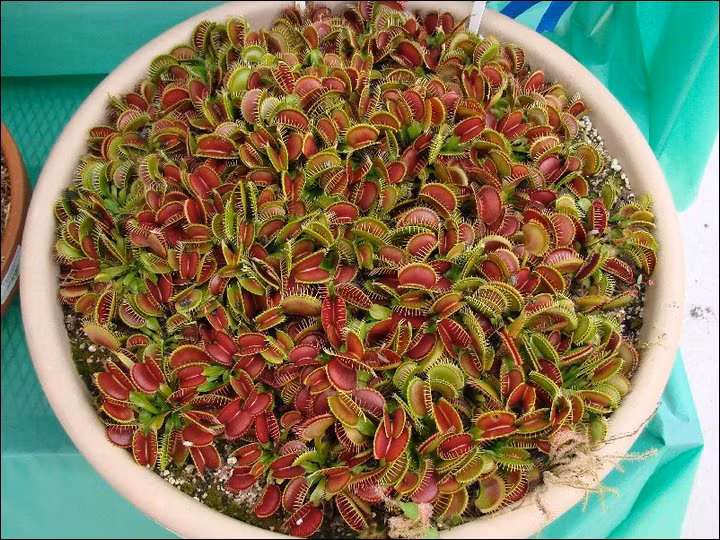 Anh Nguyễn Anh Tuấn (chủ shop cây bắt mồi) cho biết: "Chỉ tính riêng đầu tuần tháng 6, cửa hàng đã có gần 200 đơn hàng mua cây bắt mồi. Đặc biệt những cây nhận đầy đủ nắng trong ngày, lá có màu đỏ đẹp mắt bán chạy hơn cả".