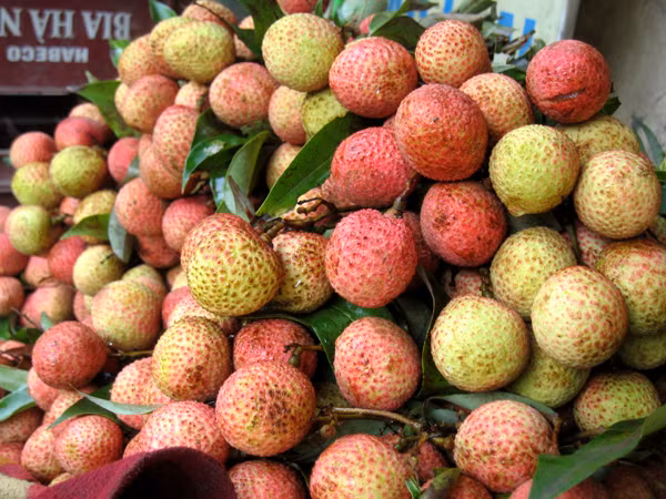 Vải chua có quả to, vỏ dày, lớp vỏ sần gai khá rõ. Khi ăn, cùi vải không ngọt mà vẫn có vị chua, nhất là ở phía đuôi quả.