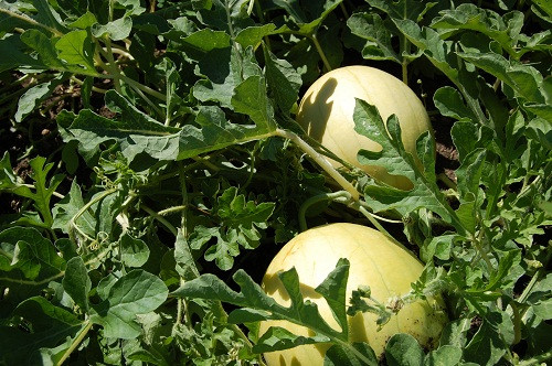 Lung mua hat giong dua hau vo vang ruot do gia beo-Hinh-2