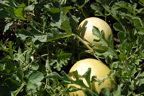 Lung mua hat giong dua hau vo vang ruot do gia beo-Hinh-2