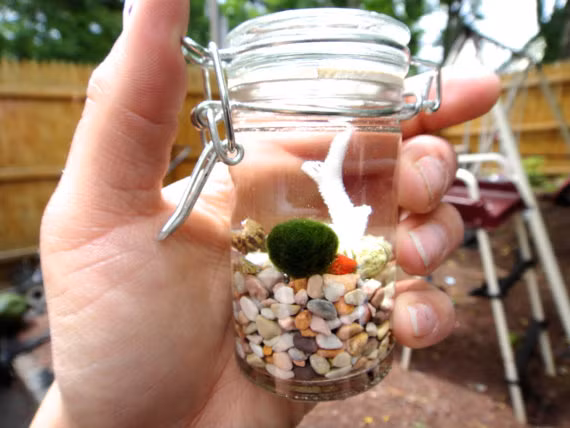 Ro mot nuoi thu cung tao cau thuy sinh cuc la-Hinh-5