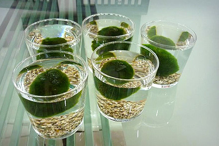 Cũng theo anh Minh: "Tảo marimo di chuyển mỗi khi chúng cần quang hợp, nổi lên hoặc chìm xuống theo cường độ ánh sáng chiếu vào".