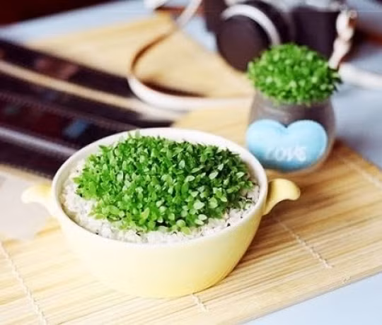 Trong cay canh trong nha tu hat bo di cuc de-Hinh-11