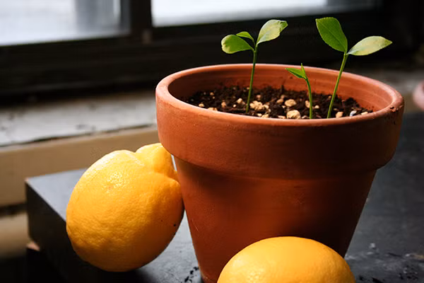 Trong cay canh trong nha tu hat bo di cuc de-Hinh-8