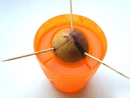 Trong cay canh trong nha tu hat bo di cuc de-Hinh-2