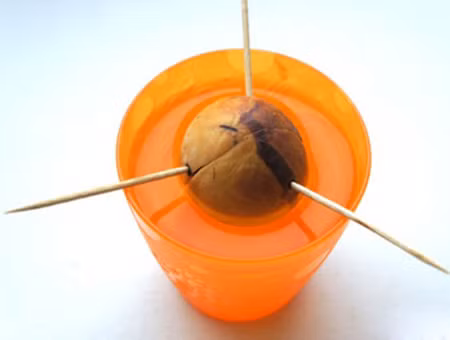 Trong cay canh trong nha tu hat bo di cuc de-Hinh-2