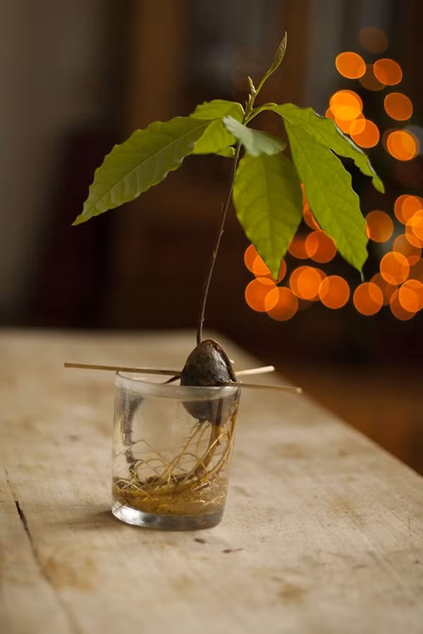 Trong cay canh trong nha tu hat bo di cuc de-Hinh-4