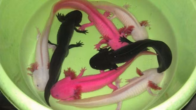Kỳ nhông Axolotl.