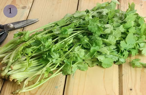 Đừng vứt bỏ những nhánh rau mùi còn thừa, vì nếu tận dụng chúng, bạn sẽ có những chậu cảnh mini để bàn đẹp mắt, thậm chí có thêm rau sạch để ăn.