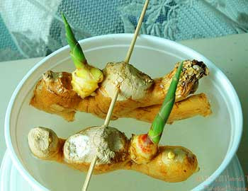 Dùng các que tăm, thanh gỗ nhỏ xiên nhẹ vào nhánh gừng một đoạn nhỏ và đặt nhánh gừng vào bình, bát nước sạch. Chú ý, để gừng ngập 1/2 xuống nước, phía nhánh đang nhú mầm hướng lên phía trên để mầm không bị úng nước.