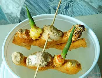 Dùng các que tăm, thanh gỗ nhỏ xiên nhẹ vào nhánh gừng một đoạn nhỏ và đặt nhánh gừng vào bình, bát nước sạch. Chú ý, để gừng ngập 1/2 xuống nước, phía nhánh đang nhú mầm hướng lên phía trên để mầm không bị úng nước.