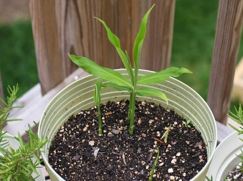 Trồng ngay dưới bề mặt của đất, khoảng cách giữa các miếng gừng phải đều nhau. Nên đặt chậu cây ở nơi nhiều ánh sáng. Tưới nước 2-3 lần/ngày cho cây.