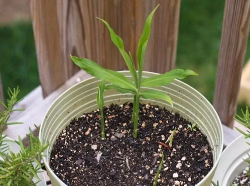 Trồng ngay dưới bề mặt của đất, khoảng cách giữa các miếng gừng phải đều nhau. Nên đặt chậu cây ở nơi nhiều ánh sáng. Tưới nước 2-3 lần/ngày cho cây.