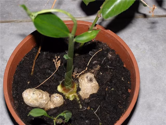 Gừng thích hợp đất tơi xốp, nhiều mùn và thoát nước tốt, vì thế có thể trộn đất sạch và đất dinh dưỡng theo tỷ lệ 2:1, hoặc trộn trấu sống, tro trấu, phân trùn quế theo tỷ lệ 1:2:1.