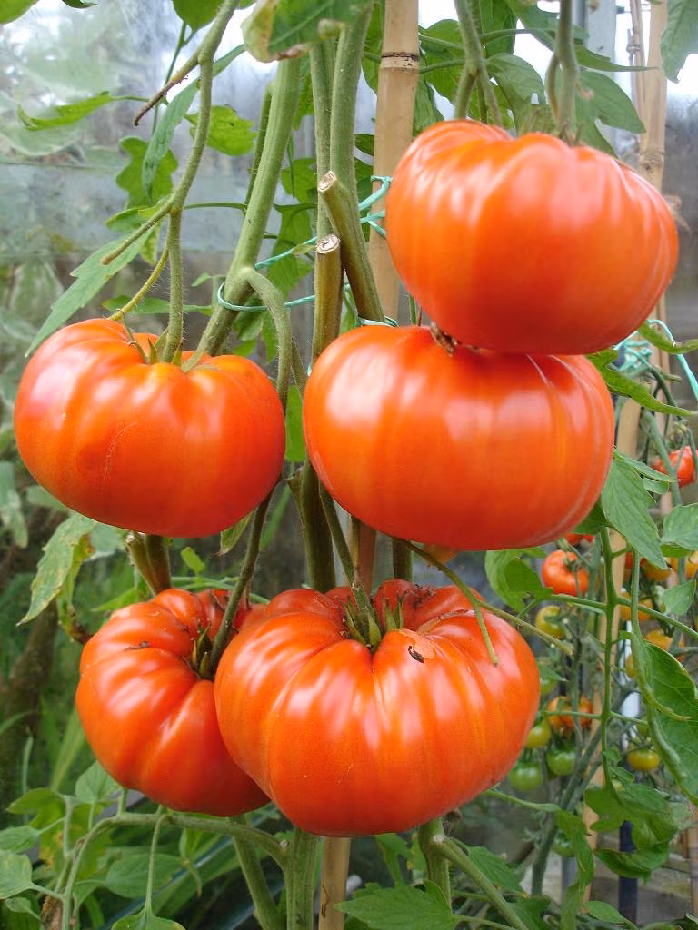 Nhanh chóng tạo thành cơn sốt nhỏ với những người mê làm vườn tại nhà, cà chua khổng lồ được lùng mua khá nhiều. Chị Thanh (chủ shop hạt giống online) cho biết: "So với những loại cà chua thường thấy, giống cà chua khổng lồ lạ hơn, quả to nên khách rất thích. Sau khi nhập hạt giống về một tuần, cửa hàng đã "cháy" hạt giống, hơn 100 đơn hàng phải chờ 4-5 ngày tới mới về".