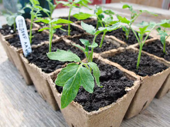 Khá vui vẻ chia sẻ khi đang mua hạt giống cà chua trên đường Hoàng Hoa Thám (Hà Nội), chị Lan Hương (nhân viên văn phòng) cho biết: "Tôi mê trồng cây nên mua thôi. Thấy trên các diễn đàn những người yêu cây, mọi người bàn tán sôi nổi nên tò mò, mua về trồng thử. Cà chua cũng tốt cho sức khỏe, chưa kể, giống này cho quả to lớn, rất lạ mắt".