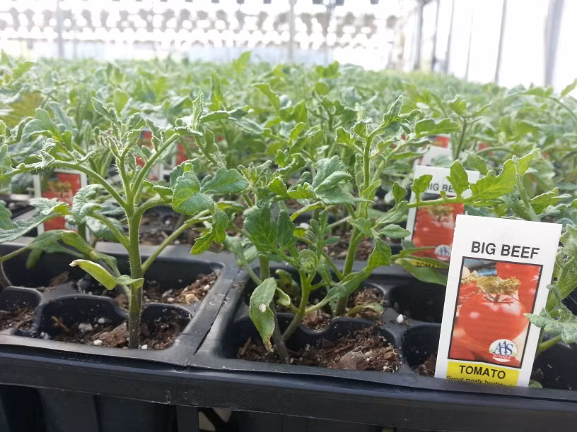 Theo chị Minh (chủ shop hạt giống tại Cầu Diễn- Hà Nội): "Cà chua khổng lồ thuộc giống Beef, có xuất xứ từ Hà Lan. Thực ra, giống này đã được trồng nhiều ở các nhà vườn Đà Lạt, thời gian gần đây mới bán nhiều trên thị trường".