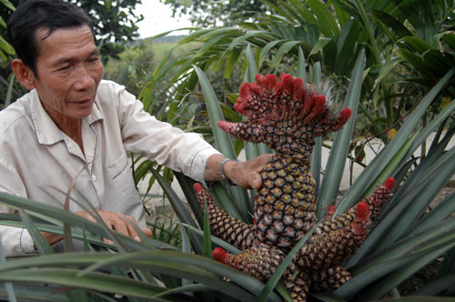 Khóm phụng hay khóm son đặc trưng của miền Tây có giá cao hàng chục lần so với khóm dứa thường. Khóm son loại đặc biệt bán với giá gần 200.000 đồng/trái.