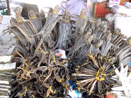 Khô tắc kè miền Tây là đặc sản mua về làm quà vì có nhiều công dụng cho sức khỏe, có thể dùng để ngâm rượu, hoặc chế biến thành các món nhậu mùi vị độc lạ. Giá khô tắc kè dao động từ 40.000 -60.000 đồng/con.