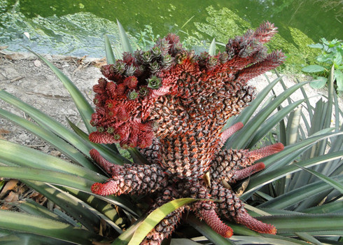 Trung bình mỗi vườn khóm son có thể giúp người trồng thu lời được khoảng 30 - 40 triệu đồng, nhiều khi còn cao hơn vào những dịp cao điểm giáp Tết.