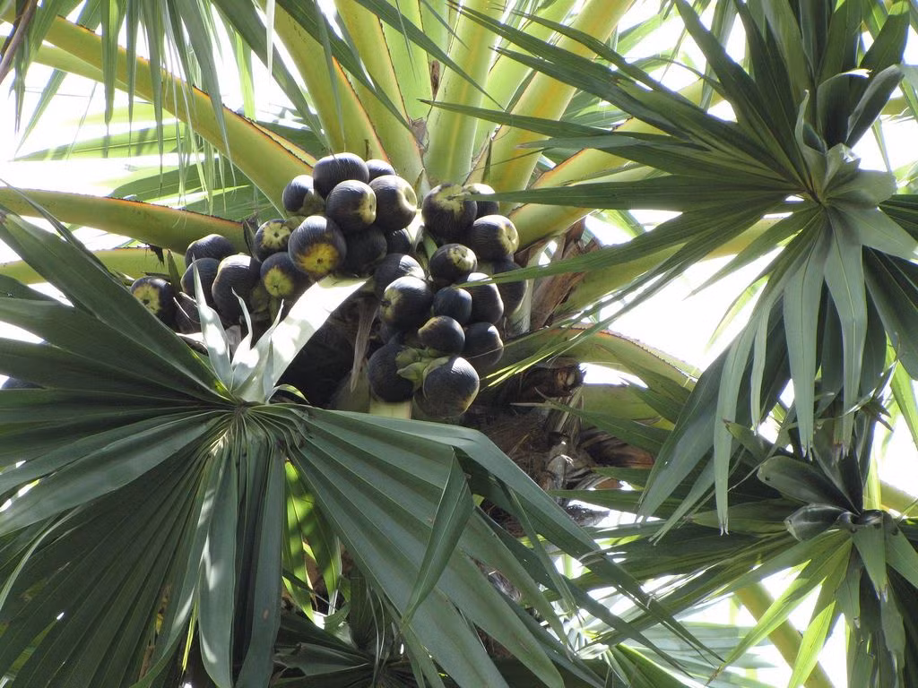 Thốt nốt vùng biên có giá 30.000-40.000 đồng/chục.