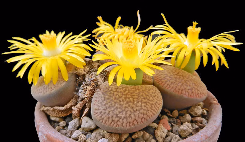 Cây thạch lan thoạt nhìn có hình dáng giống những viên đá, ít ai ngờ rằng chúng có thể cho ra hoa đẹp mắt. Hoa thạch lan lithops các màu trắng, vàng... mỗi lần nở như trồi lên từ những viên đá vô cùng lạ mắt, vì thế, loại cây này đang gây cơn "sốt" nhỏ cho không ít chị em văn phòng.