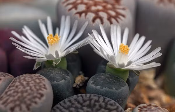 Thạch lan có nhiều loại, với màu hoa khác nhau. Loài cây nhỏ nhắn này có thể tô điểm thêm không gian sống sự sinh động, vui mắt.