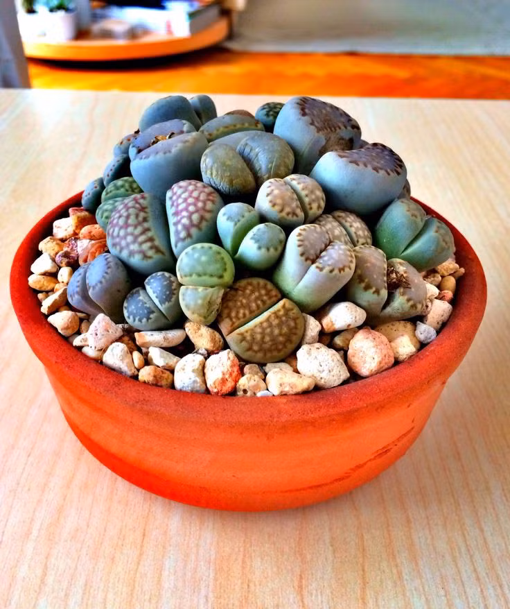 Khi chưa ra hoa, nhìn thạch lan lithops rất lạ mắt. Trên thị trường, giá thạch lan dao động từ 75.000 - 150.000 đồng/chậu (tùy số lượng cây trong mỗi chậu).