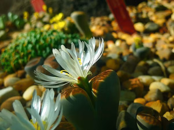 Các lá cây thạch lan sẽ co lại, héo và thay lá dần vào mùa xuân.