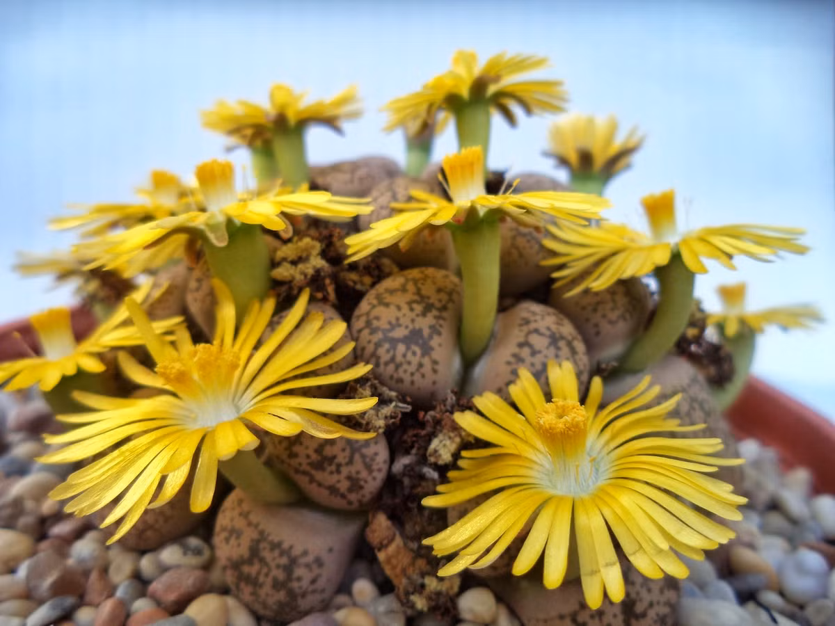 Cây thạch lan có các lá dày, ở giữa khe lá có chất nuôi dưỡng hoa. Các lá này cũng tích trữ đủ nước cho cây tồn tại nếu không được tưới nước đầy đủ.