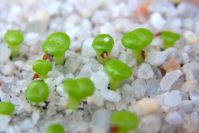 Chia sẻ về loài hoa lạ đang gây "sốt" này, chị Minh (chủ shop cây cảnh online - khu Cầu Diễn) cho biết: "Nhiều khách hàng là dân văn phòng mua lắm, chủ yếu là để bàn làm việc đẹp. Hoa thạch lan dễ chăm sóc, nếu dùng hạt giống trồng không tốn kém. Hạt giống dễ nảy mầm nhưng khi cây con nhỏ, dễ bị tổn thương".