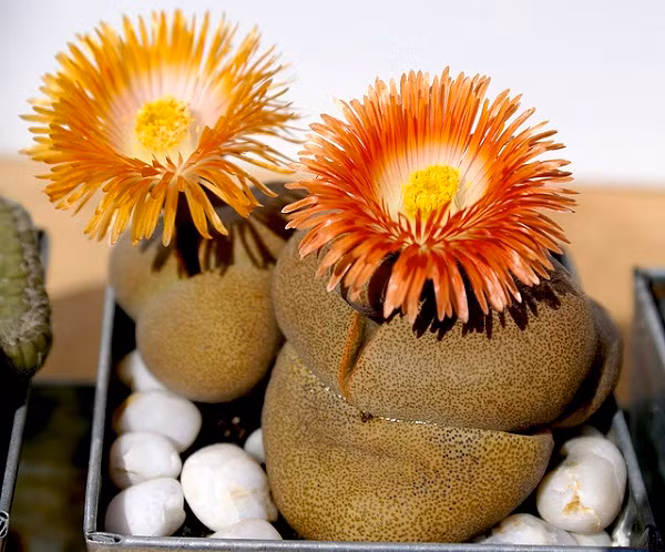 Cũng theo chị Minh: "Cây sẽ không trổ hoa cho đến khi ít nhất hai hoặc ba tuổi".