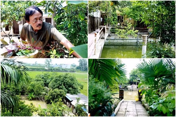 Nhiều loại cây trái dân dã như bưởi, chuối, các loại rau xanh được trồng trong vườn khiến không gian sống của nghệ sĩ Giang còi thêm mát mẻ, gắn bó với thiên nhiên, cỏ cây.