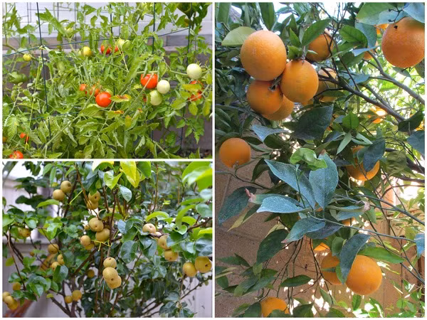 Các loại rau như cà chua, mướp, các loại cây ăn quả như cam, ổi, quýt... giúp gia đình nữ ca sĩ có thêm thực phẩm sạch.