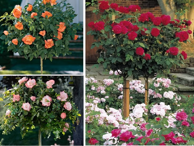 Hồng cây cho hoa màu hồng, đỏ, trắng, cam, tím rất đẹp mắt.