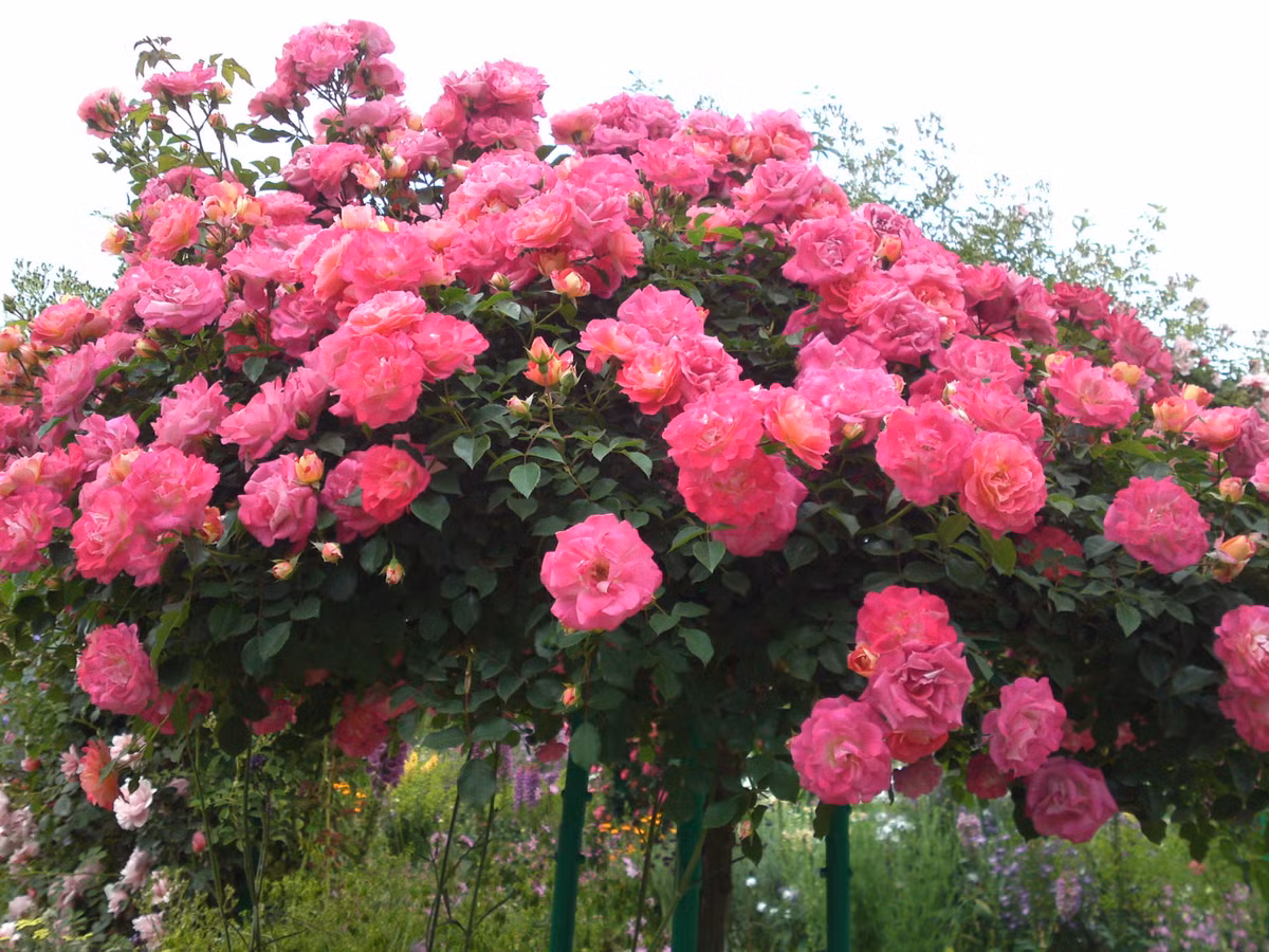 Thay vì mua cây, một số khách hàng chọn cách mua hạt giống hồng Tree rose để tự trồng. Mỗi gói hạt giống (khoảng 20 hạt) bán với giá 50.000 - 60.000 đồng.