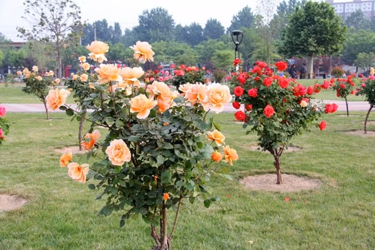 Tree rose cho trung bình từ 60 - trên 150 bông hồng, tùy vào tuổi đời của cây.