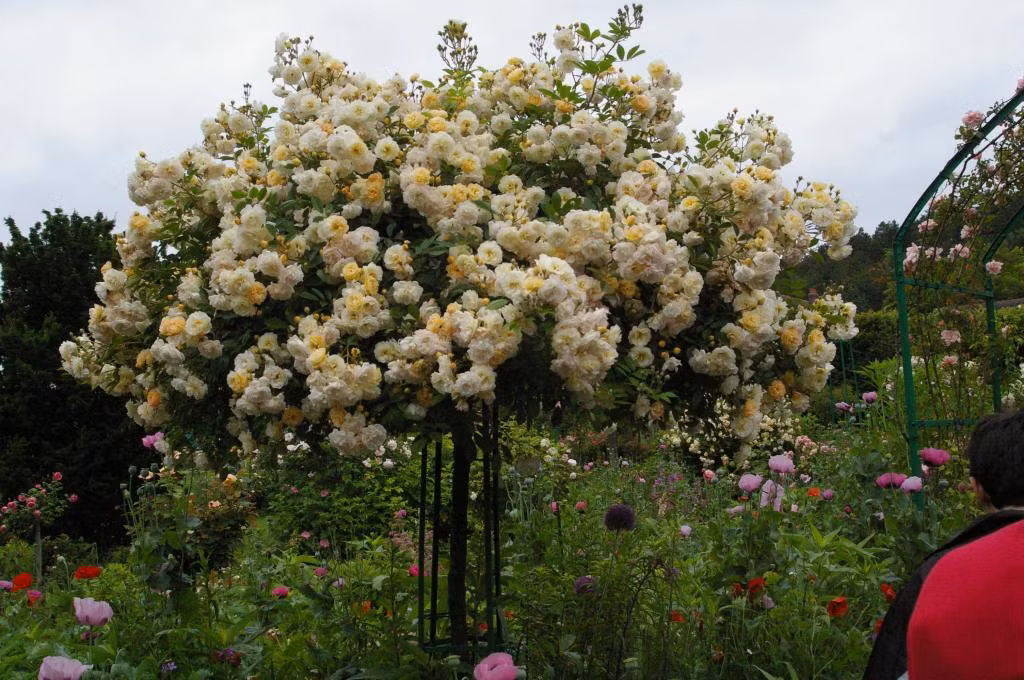 Theo chị Hoa shop bán cây, hoa cảnh ở Nguyễn Xiển (Hà Nội): "Giá hồng cây Tree rose đắt nên khó bán, chủ yếu khách hàng có tiền hoặc người mê chơi hoa đặt thì cửa hàng nhập về. Nếu chọn không cẩn thận, dễ mua phải những cây bị lỗi. Tức là phần mắt ghép thân với cành bị lồi hoặc sâu đục, giá bán có thể giảm đi 50-60%".