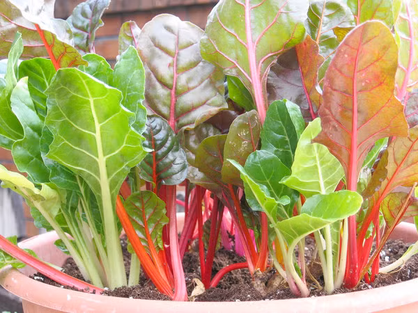 Chị Lan Hương (nhân viên ngân hàng, nhà ở khu đô thị Dương Nội - Hà Đông) chia sẻ: "Mua các loại rau ngoài thị trường thì lo rau không sạch, nên tôi chọn cách mua về tự trồng cho an toàn".