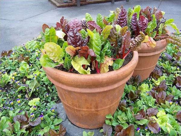 Theo chị Minh (chủ shop hạt giống online): “Cải cầu vồng là giống dễ trồng trong chậu nhỏ, chỉ cần đất giàu dinh dưỡng, độ ẩm cao, pH ở khoảng 6.0 đến 6.8. Sau khoảng 2 tháng gieo hạt giống, có thể thu hoạch lá cải. Cây có thể cao khoảng 40 – 50cm. Cũng giống như các loại rau khác, cải cầu vồng rất ưa nước, nên cần tưới nước cho rau hàng ngày”.