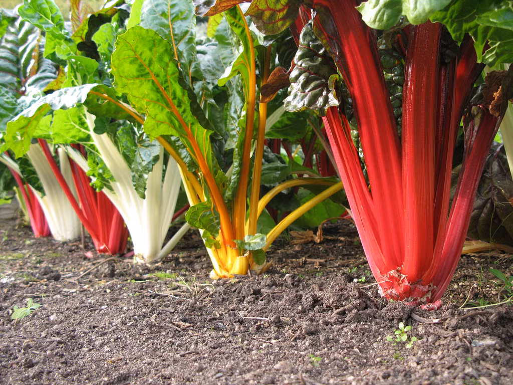 Không quá cầu kỳ về cách chăm sóc, khi cải phát triển, có thể bóc lấy các lá bên ngoài để sử dụng, các lá non bên trong vẫn có thể phát triển. Nên bóc lớp lá bên ngoài hết trước khi cây ra hoa.